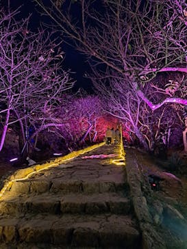 今帰仁城跡に投稿された画像（2024/1/27）