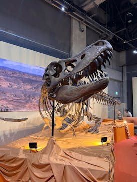 特別展「化石ハンター展 ～ゴビ砂漠の恐竜とヒマラヤの超大型獣～」＠名古屋に投稿された画像（2024/1/27）
