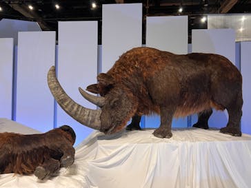 特別展「化石ハンター展 ～ゴビ砂漠の恐竜とヒマラヤの超大型獣～」＠名古屋に投稿された画像（2024/1/27）