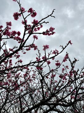 今帰仁城跡に投稿された画像（2024/1/27）