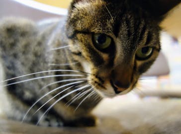 猫カフェモカ　立川店に投稿された画像（2024/1/27）