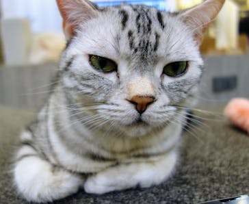 猫カフェモカ　立川店に投稿された画像（2024/1/27）