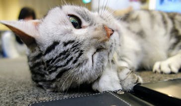 猫カフェモカ　立川店に投稿された画像（2024/1/27）