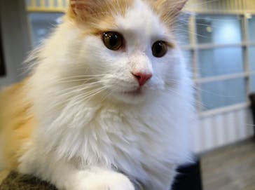 猫カフェモカ　立川店に投稿された画像（2024/1/27）