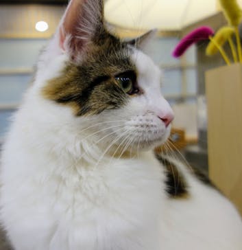 猫カフェモカ　立川店に投稿された画像（2024/1/27）