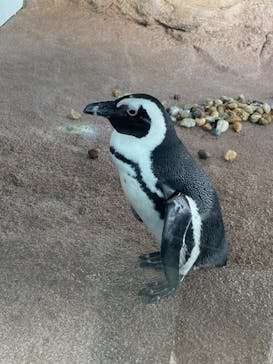 京都水族館に投稿された画像（2024/1/27）