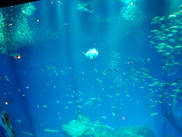 アクアワールド茨城県大洗水族館に投稿された画像（2024/1/27）