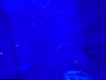 アクアワールド茨城県大洗水族館に投稿された画像（2024/1/27）