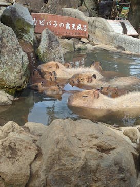 伊豆シャボテン動物公園に投稿された画像（2024/1/27）
