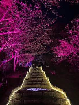 今帰仁城跡に投稿された画像（2024/1/27）