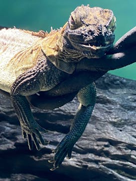 サンシャイン水族館に投稿された画像（2024/1/27）