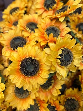 ゴッホ・アライブに投稿された画像（2024/1/27）