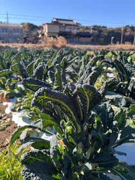 スコップファーム（Scoop Farm）に投稿された画像（2024/1/27）