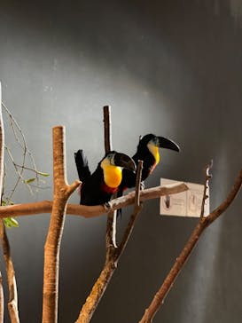 DMMかりゆし水族館に投稿された画像（2024/1/27）