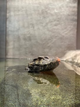 DMMかりゆし水族館に投稿された画像（2024/1/27）