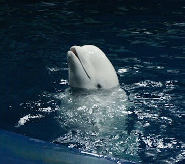 島根県立 しまね海洋館に投稿された画像（2024/1/27）