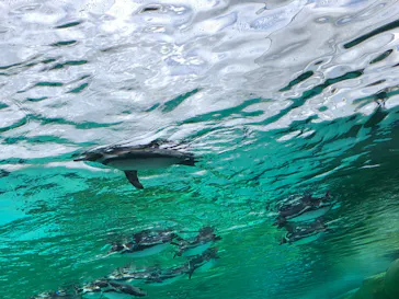 天王寺動物園に投稿された画像（2024/1/28）