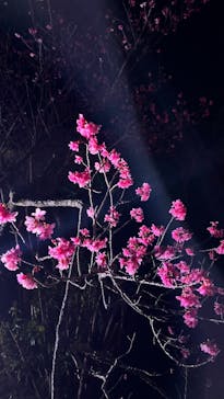 今帰仁城跡に投稿された画像（2024/1/28）