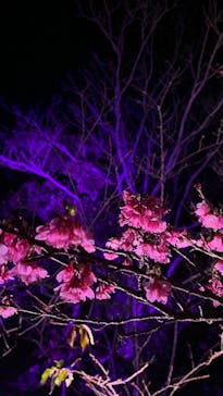 今帰仁城跡に投稿された画像（2024/1/28）