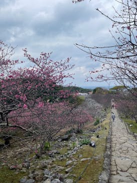 今帰仁城跡に投稿された画像（2024/1/28）
