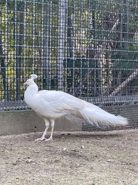 しろとり動物園に投稿された画像（2024/1/28）