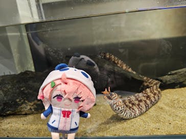 カワスイ 川崎⽔族館に投稿された画像（2024/1/28）