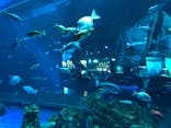 DMMかりゆし水族館に投稿された画像（2024/1/28）