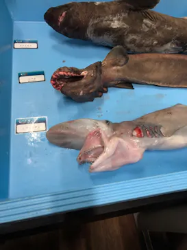 横浜・八景島シーパラダイスに投稿された画像（2024/1/28）