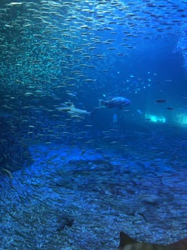 南知多ビーチランド＆南知多おもちゃ王国に投稿された画像（2024/1/28）