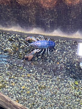 アクアワールド茨城県大洗水族館に投稿された画像（2024/1/28）