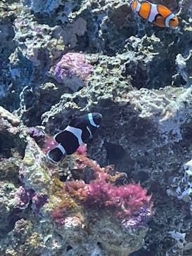 アクアワールド茨城県大洗水族館に投稿された画像（2024/1/28）