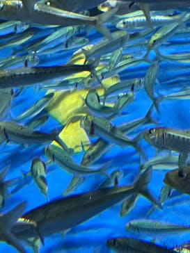アクアワールド茨城県大洗水族館に投稿された画像（2024/1/28）