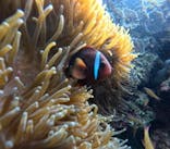 DIVING-SHOP SUNSに投稿された画像（2024/1/28）