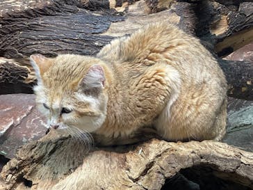 那須どうぶつ王国に投稿された画像（2024/1/28）