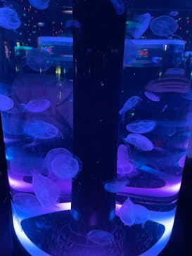 マクセル アクアパーク品川に投稿された画像（2024/1/28）