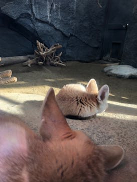 神戸どうぶつ王国に投稿された画像（2024/1/28）