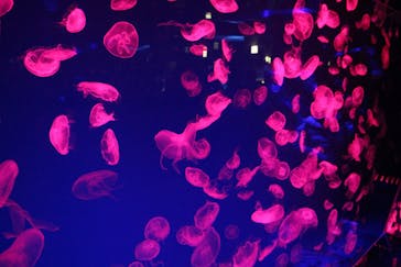 名古屋港水族館に投稿された画像（2024/1/28）