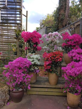 ナゴパイナップルパークに投稿された画像（2024/1/28）