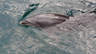 伊豆・三津シーパラダイスに投稿された画像（2024/1/28）