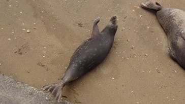 伊豆・三津シーパラダイスに投稿された画像（2024/1/28）