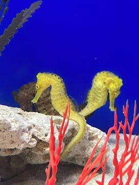 サンシャイン水族館に投稿された画像（2024/1/28）