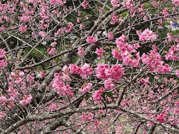 今帰仁城跡に投稿された画像（2024/1/28）