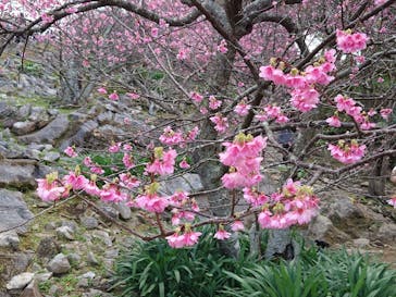 今帰仁城跡に投稿された画像（2024/1/28）