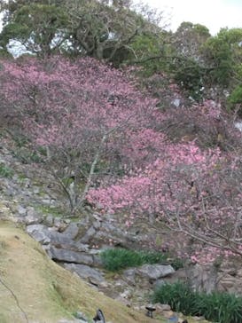 今帰仁城跡に投稿された画像（2024/1/28）