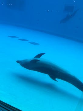 マリンワールド海の中道に投稿された画像（2024/1/28）