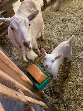 まかいの牧場に投稿された画像（2024/1/28）