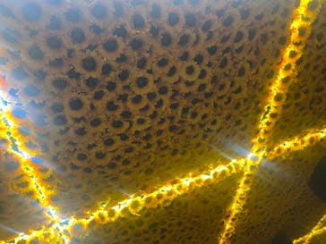 ゴッホ・アライブに投稿された画像（2024/1/28）