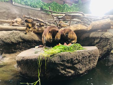 神戸どうぶつ王国に投稿された画像（2024/1/28）