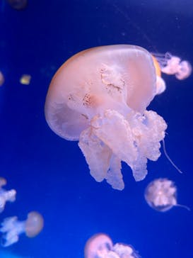 新江ノ島水族館に投稿された画像（2024/1/28）