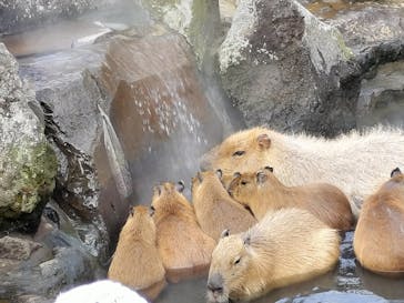伊豆シャボテン動物公園に投稿された画像（2024/1/28）